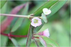 Euphorbia deccanensis